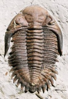 Trilobites