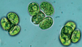 Algas unicelulares