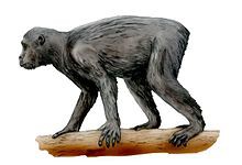 Procónsul