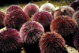 Equinoideos (erizos de mar)