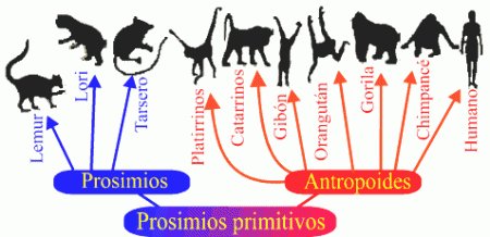 Prosimios primitivos