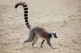 Lemur