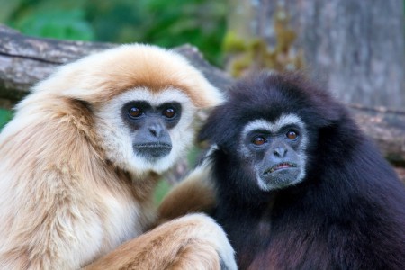 Gibón