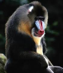Catarrino