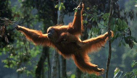 Orangutan