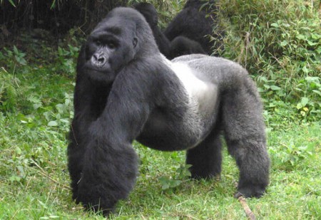 Gorila
