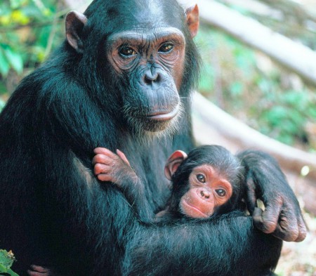 Chimpancé