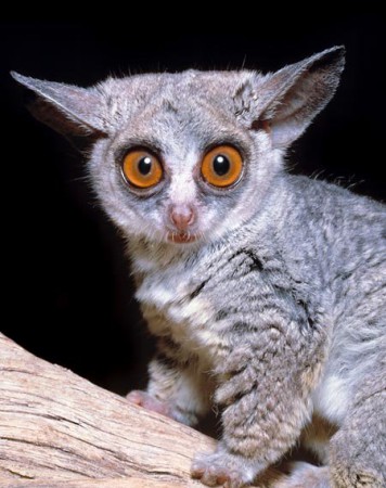 Galagos