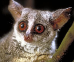 Galagos