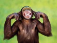 /album/fotogaleria-evolucion-del-hombre/chimpance-jpg/